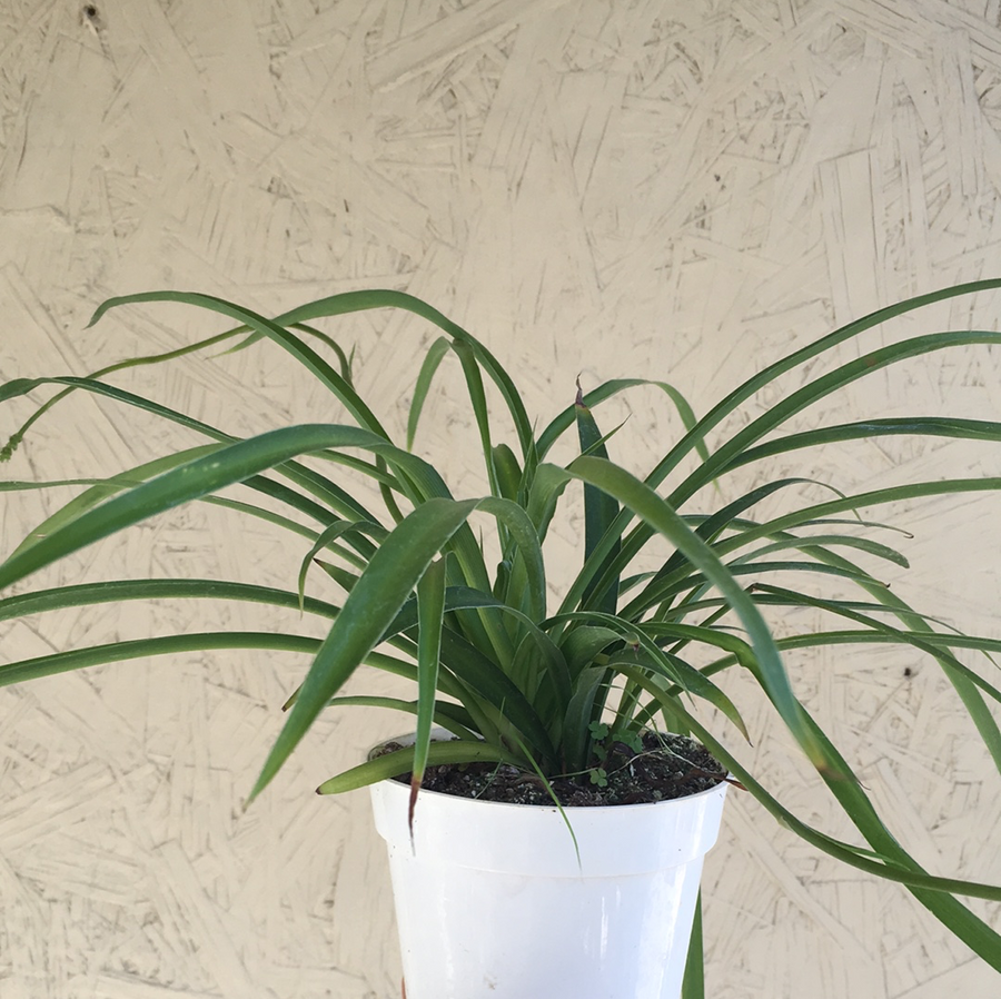 Spider plant