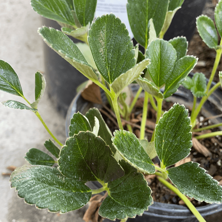 Fragaria chiloensis, Beach strawberry leaves