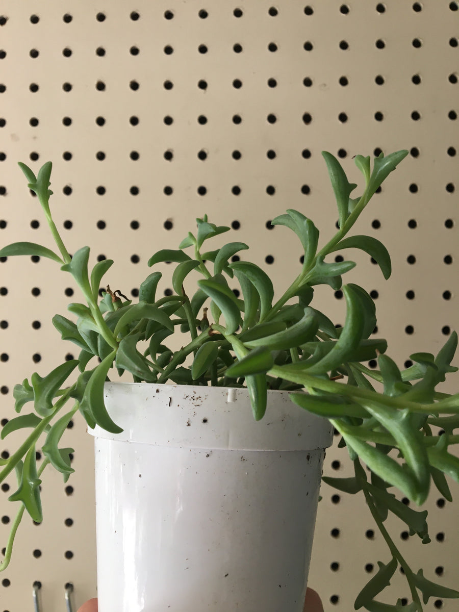 dolphin succulent plant Senecio peregrinus (String of Dolphins Succulent) – Plant Material