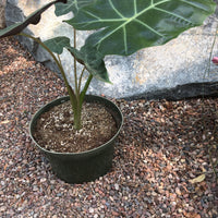 Alocasia macrorrhiza Dark Star (elephant ear)