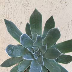 Dudleya pulverulenta