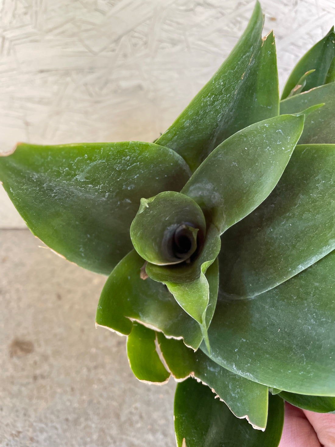 sansevieria hahnii jade Sansevieria Hahnii – Plant Material