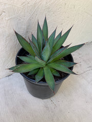 Agave 'Blue Glow'