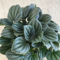 Peperomia Frost