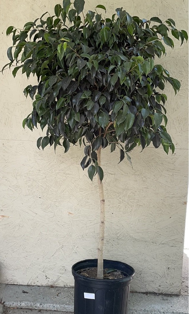 Ficus Midnight Standard