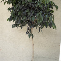 Ficus Midnight Standard