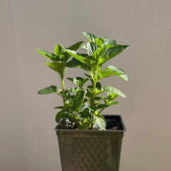 Organic Spearmint  - Please call shop for availability