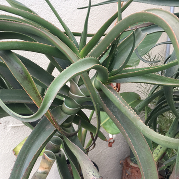 Aloe Medusa