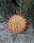 Leucospermum Goldfinger