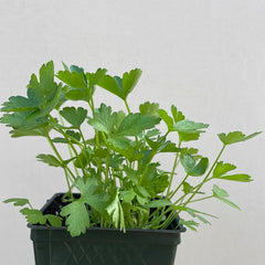 Organic Flat Leaf Parsley  - Please call shop for availability