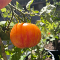 Organic Copia Tomato