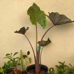 Alocasia Portora