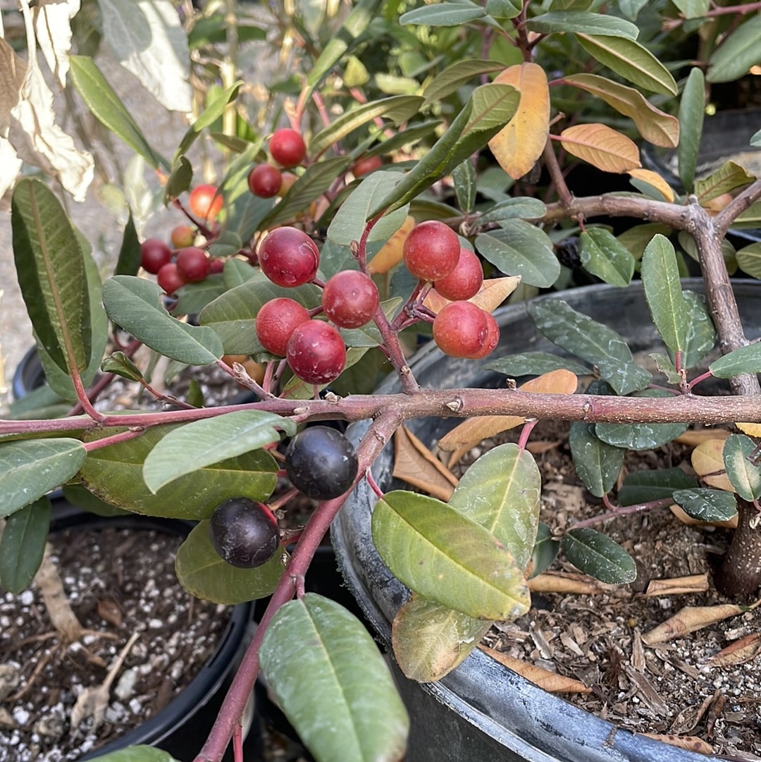 Frangula californica 'Eve Case' (coffeeberry) berries