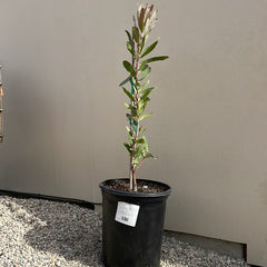 Protea Brenda