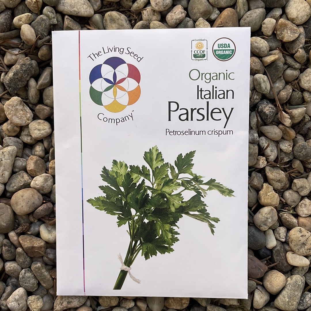 Organic Italian Parsley - Petroselinum crispum Seed Pack