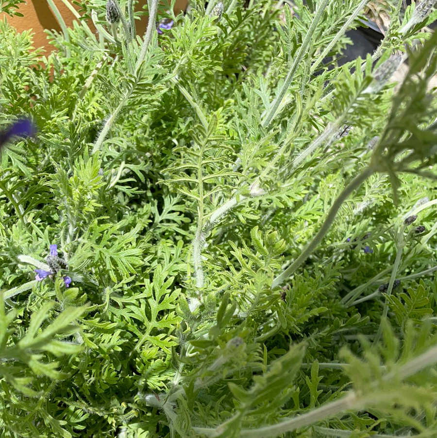 fern lavender plants Lavandula multifida – Plant Material