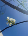 Acacia Willardiana, Palo Blanco