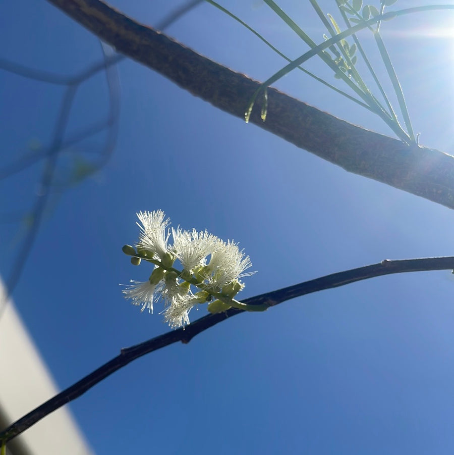 Acacia Willardiana, Palo Blanco