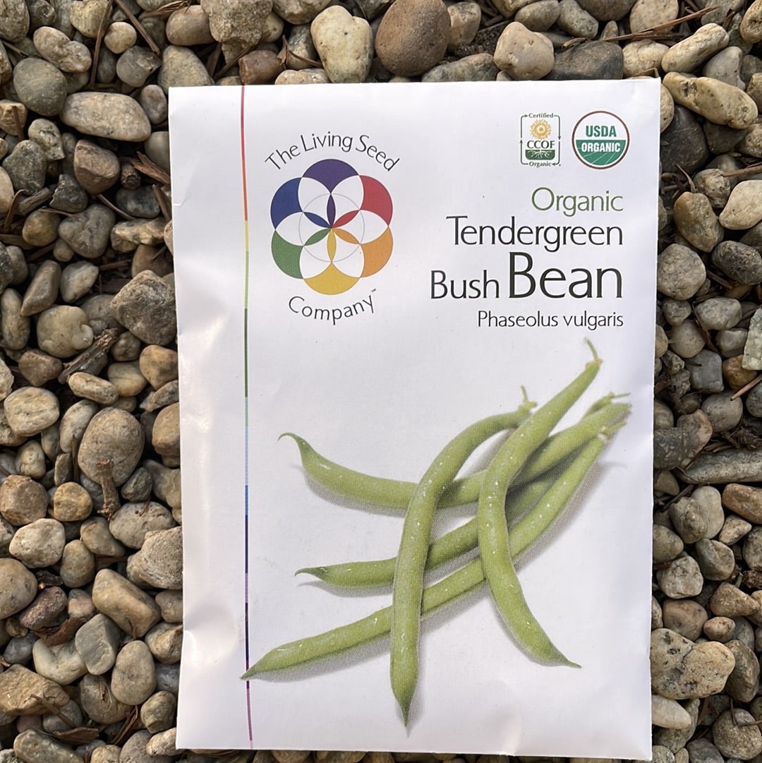 Organic Tendergreen Bush Bean - Phaseolus vulgaris Seed Pack 
