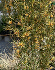 Molonglow  x Robusta Grafted Grevillea