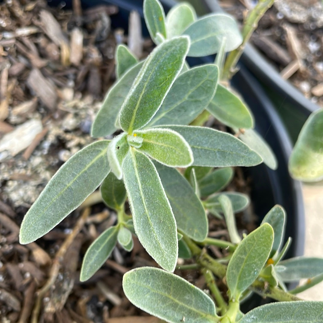 Asclepias californica – Plant Material
