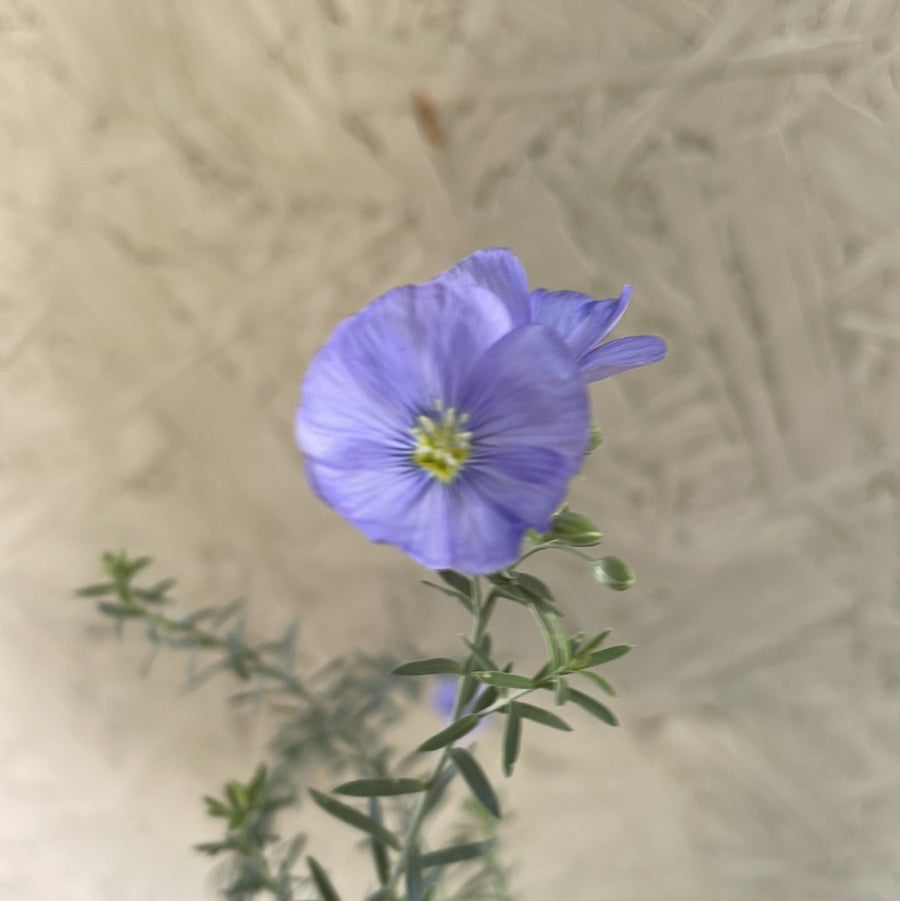 Linum lewisii, Prairie Flax Purple Flower