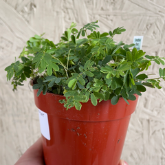 Mimosa "Sensitive Plant"