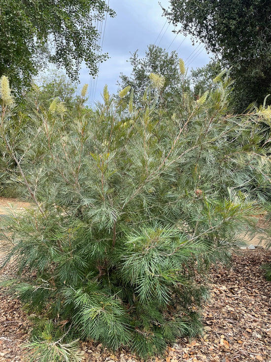 Grevillea 'Moonlight' – Plant Material