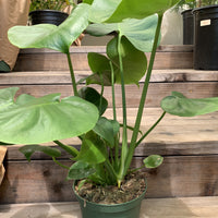 Monstera deliciosa, Split leaf 6" pot side