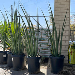 Furcraea macdougalli, MacDougall's Century Plant