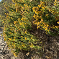 Isocoma menziesii, Menzies goldenbush in Nature by Plant Material