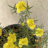 Calylophus drummondii, Sundrops Yellow Flowers