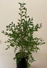 Hakea obtusa