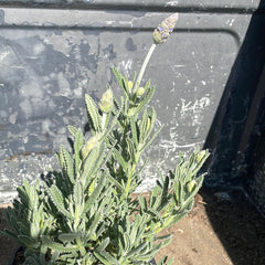 Lavandula dentata 'Candicans' (French Lavender)