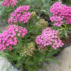 plant material shot