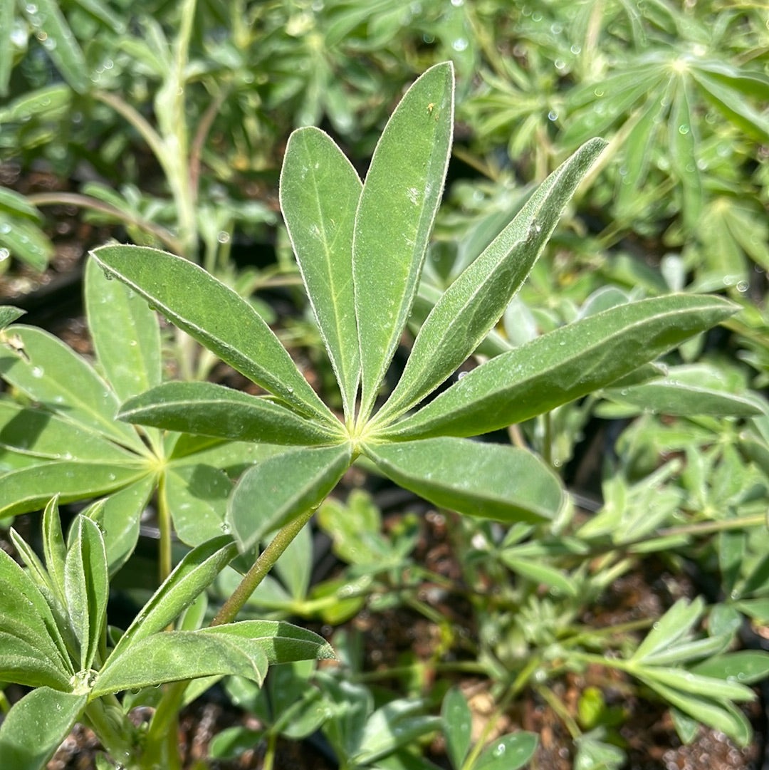 Lupinus longifolius, Longleaf Bush Lupine