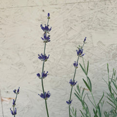 Lavandula angust. Munstead