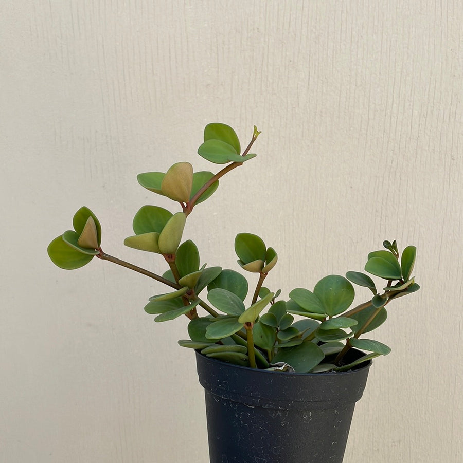 hope succulent Peperomia Hope – Plant Material