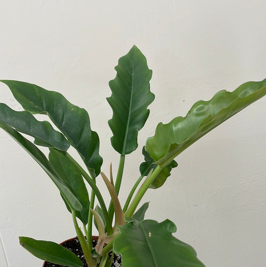 Philodendron Tiger Tooth