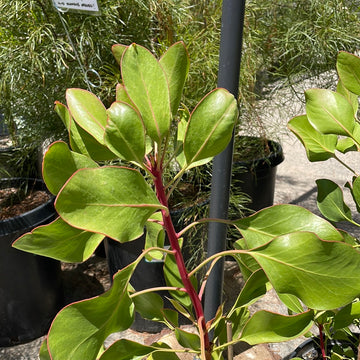 Protea cynaroides, King Protea