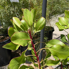 Protea cynaroides, King Protea