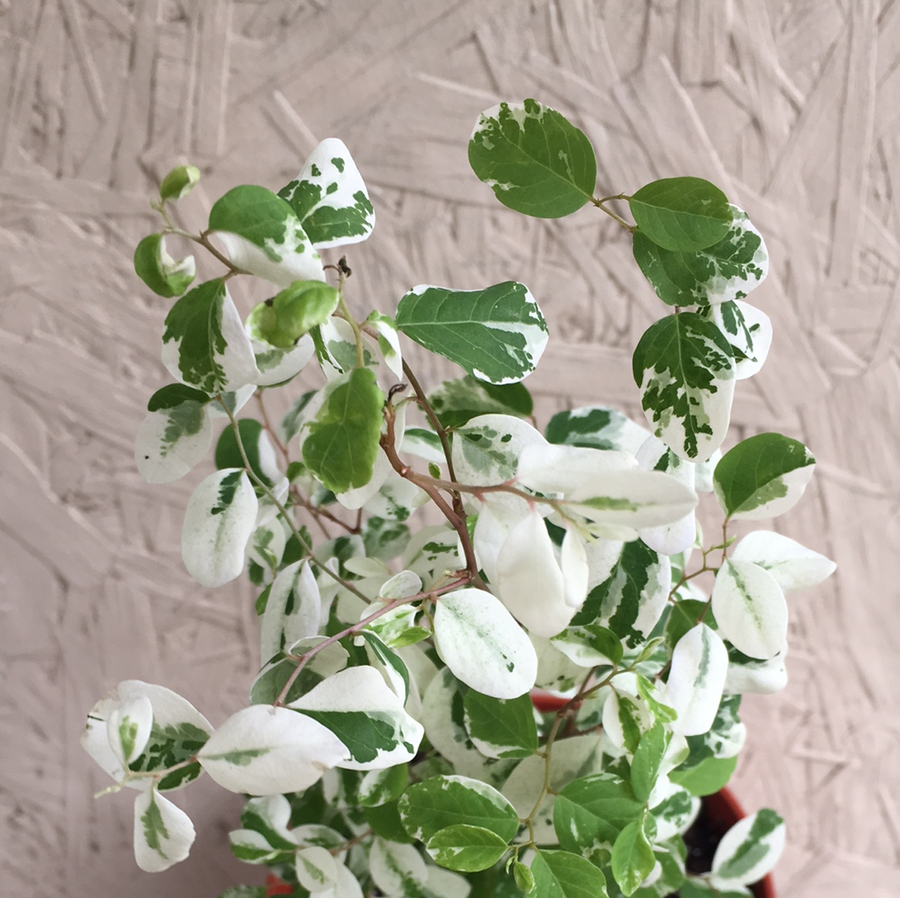 snow bush house plant Breynia nivosa "Mini Snow Bush" – Plant Material