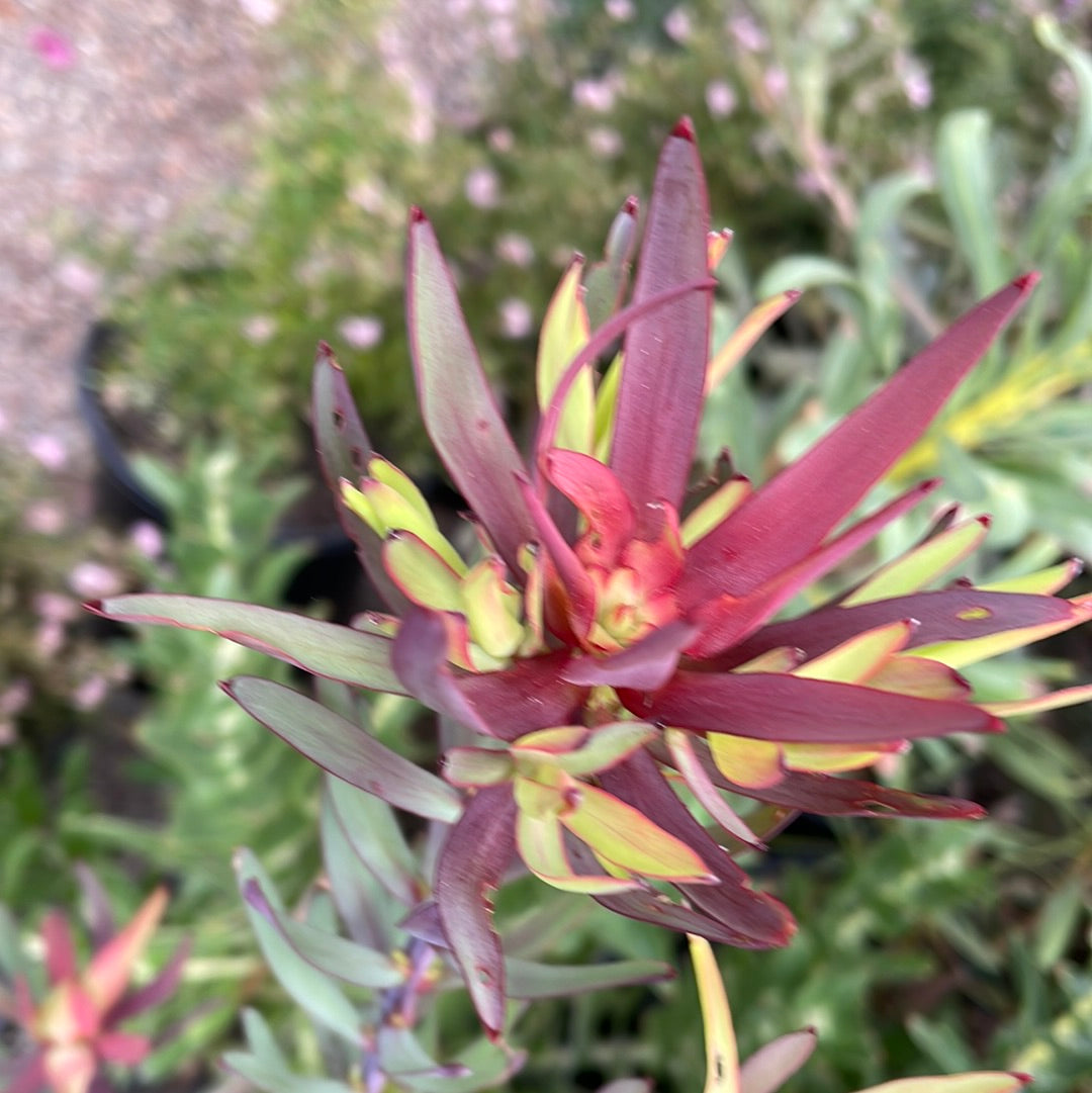Leucadendron salignum 'Blush'