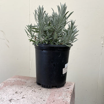 Lavandula angustifolia, English Lavender 1 Gallon