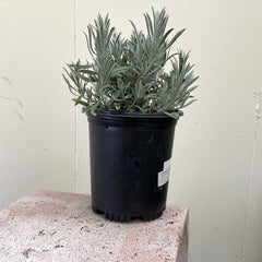 Lavandula angustifolia, English Lavender 1 Gallon