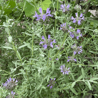 Salvia 'Allen Chickering' purple flowers