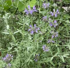 Salvia 'Allen Chickering' purple flowers