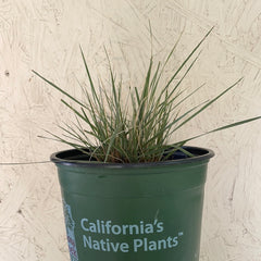 Nassella (Stipa) pulchra, Purple Needle Grass