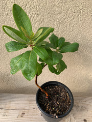 Arbutus menziesii (Madrone)