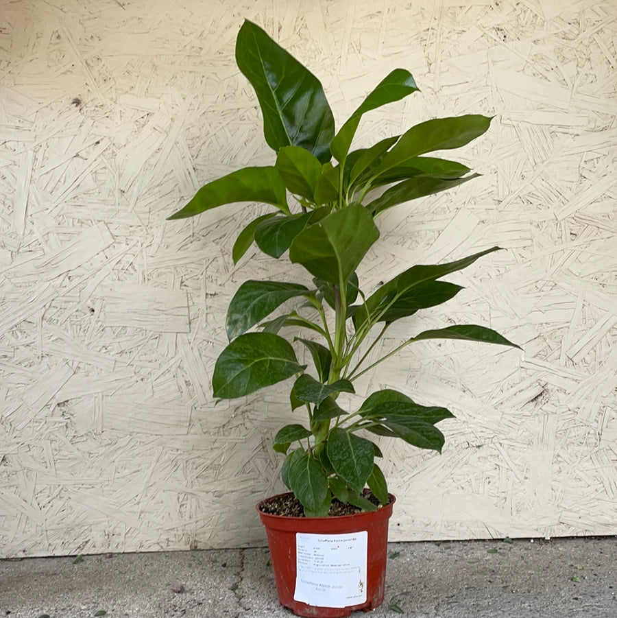 alpine indoor plant Schefflera Alpine